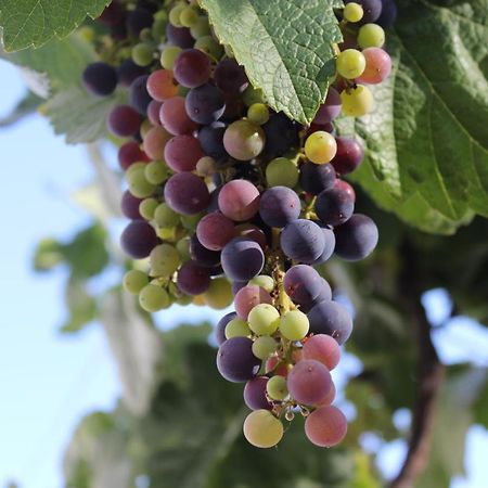 Casa-Finca El Maipez De Tejeda ลาสปัลมาส เด กรานคานาเรีย ภายนอก รูปภาพ