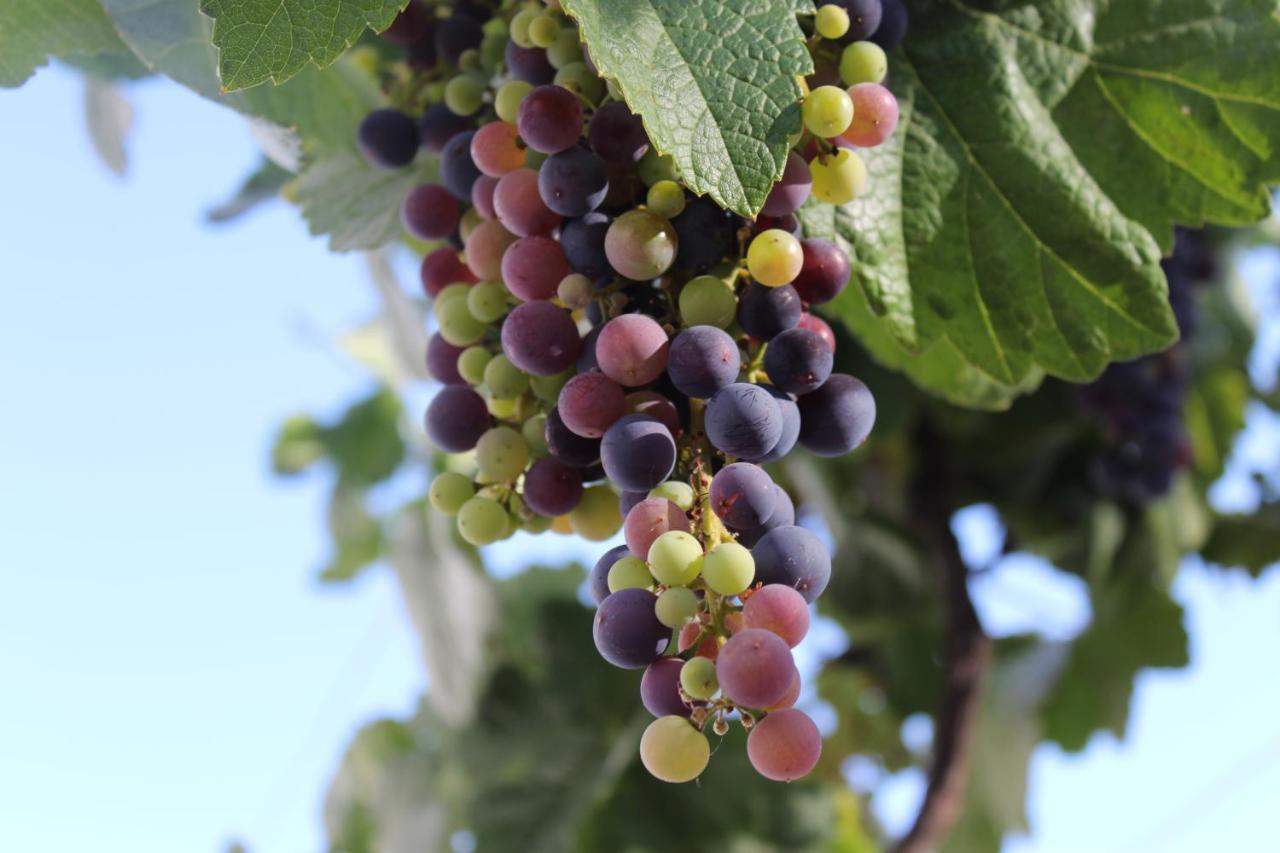 Casa-Finca El Maipez De Tejeda ลาสปัลมาส เด กรานคานาเรีย ภายนอก รูปภาพ